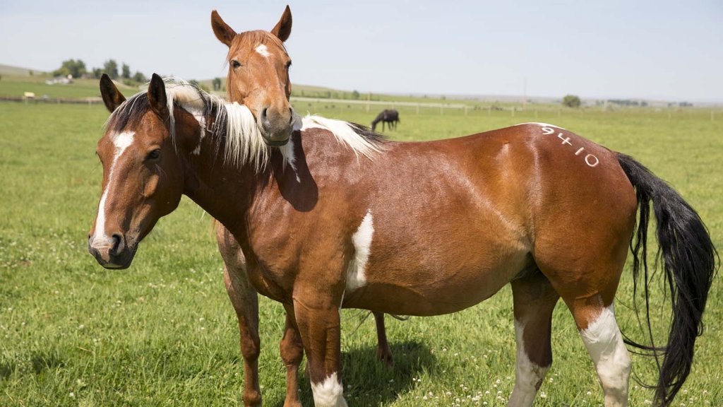 Horses at a wild horse rescue, a fun family travel activity for all ages.