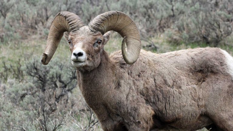 A ram stares at the camera, one species of animal among the diverse wildlife in Wyoming.