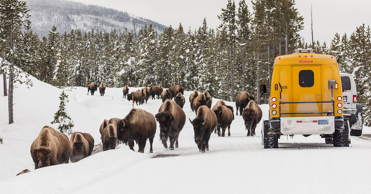 Snowcoach in Yellowstone passing bison.