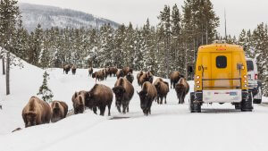 Your Winter Guide to Yellowstone National Park