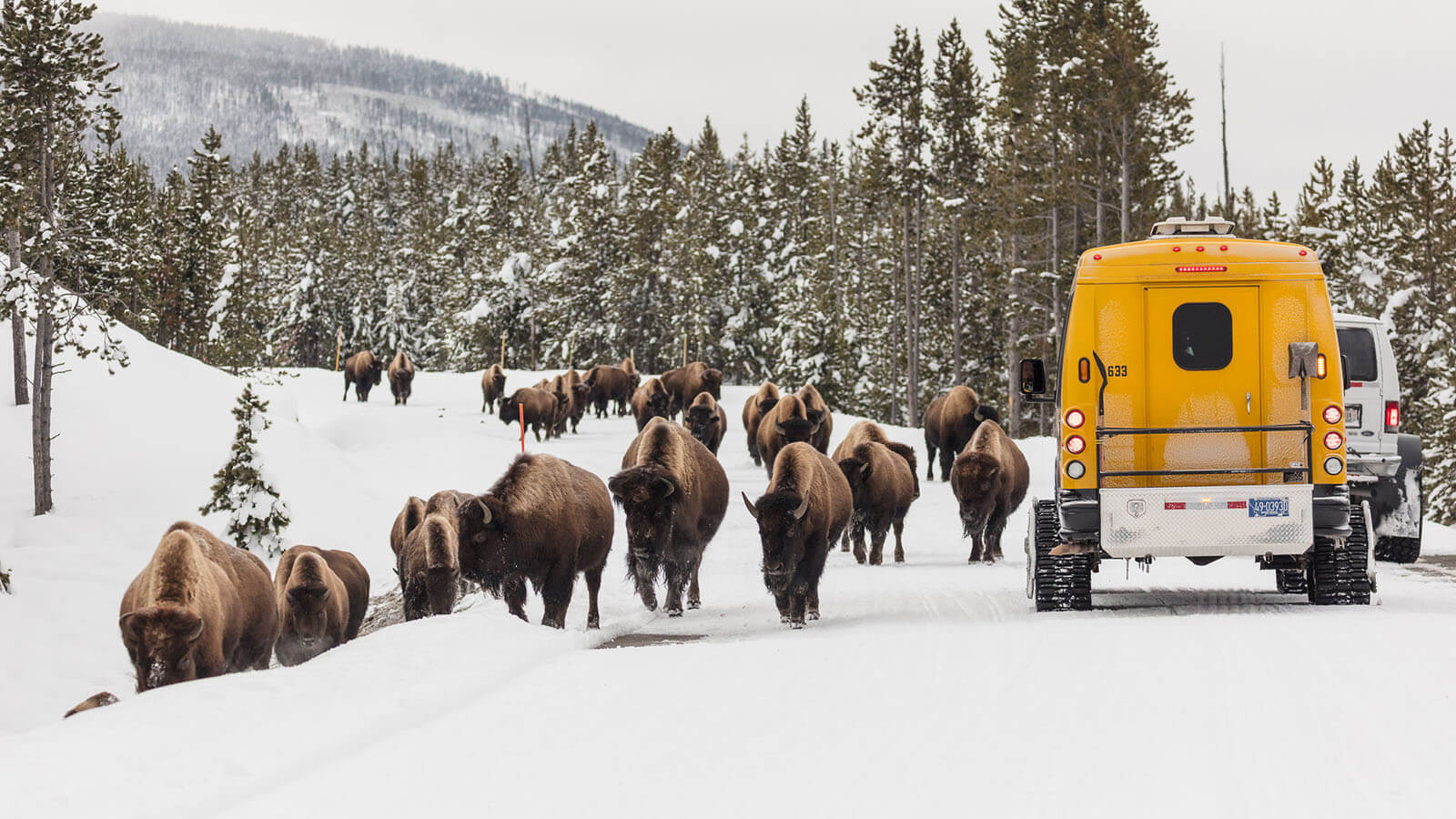 Yellowstone in Winter Guide (2024) Travel Wyoming