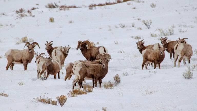 Herd of Bighorn Sheep in snow.