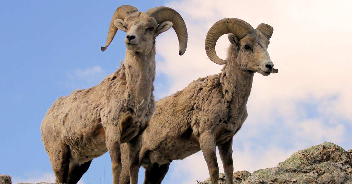 6 Fun Facts About Bighorn Sheep Travel Wyoming. That's WY