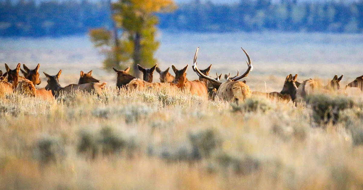 Wyoming Wildlife Migrations | Travel Wyoming. That's WY