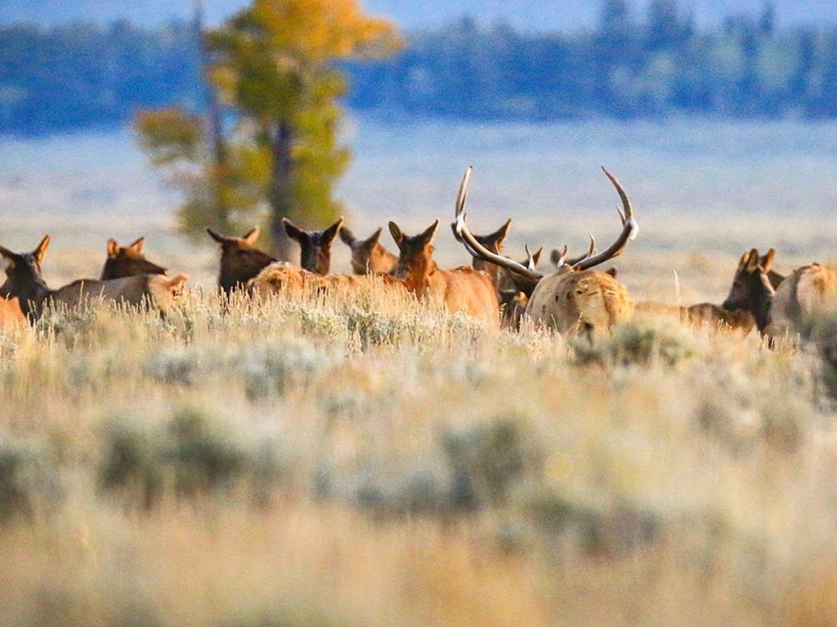 Wyoming Wildlife Migrations | Travel Wyoming. That's WY