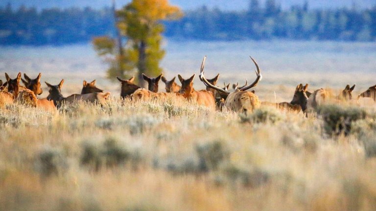 Where to find wildlife in Wyoming