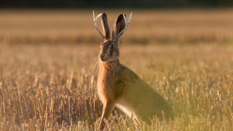 What is a Jackalope? Creature Amazes Visitors of Douglas, Wyoming