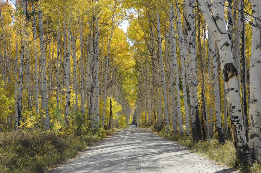 The beautiful Aspen Alley road winding through a forest, where it's the best time to see fall foliage in Wyoming. 
