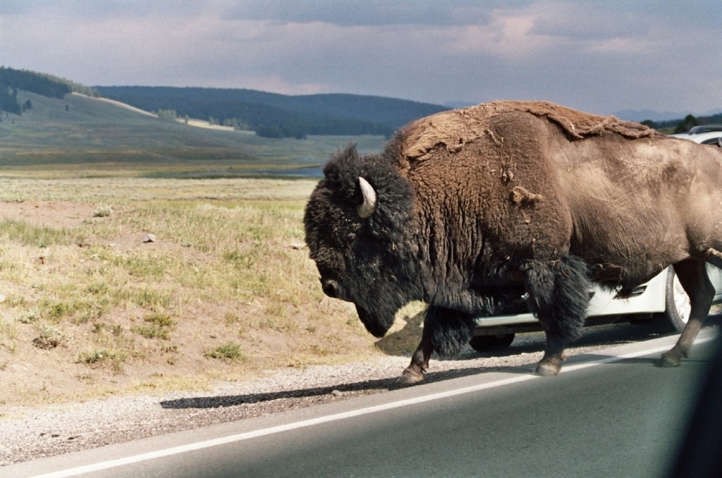 A bison crossing a road in front of a car.