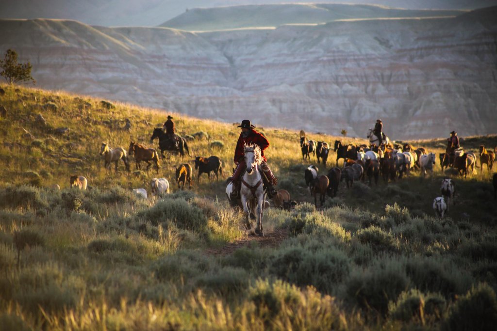 A group of people riding horses amidst a large group of horses in an open field of brush at CM Ranch.