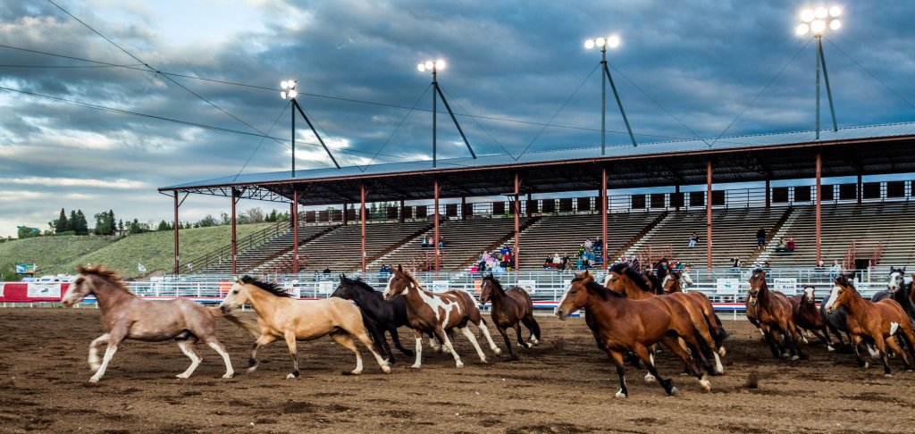 A group of horses lean to their right as they prepare to gallop in the Cody Night Rodeo. 