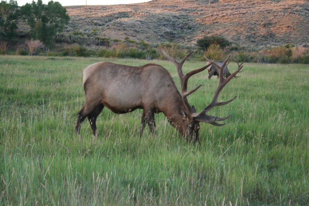 An elk dipping its nose, leaning down into a grassy plain in Wyoming.