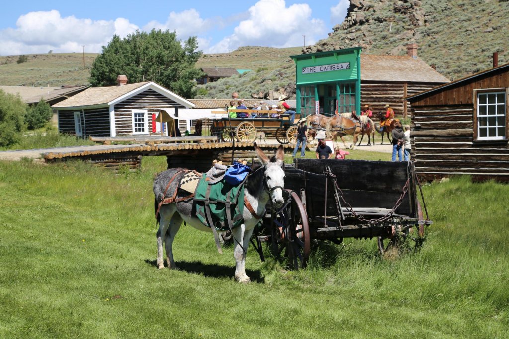 A mule stands next to a cart in front of South Pass City during Gold Rush Days.