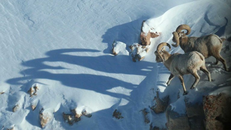 Where to Spot Winter Wildlife in Wyoming