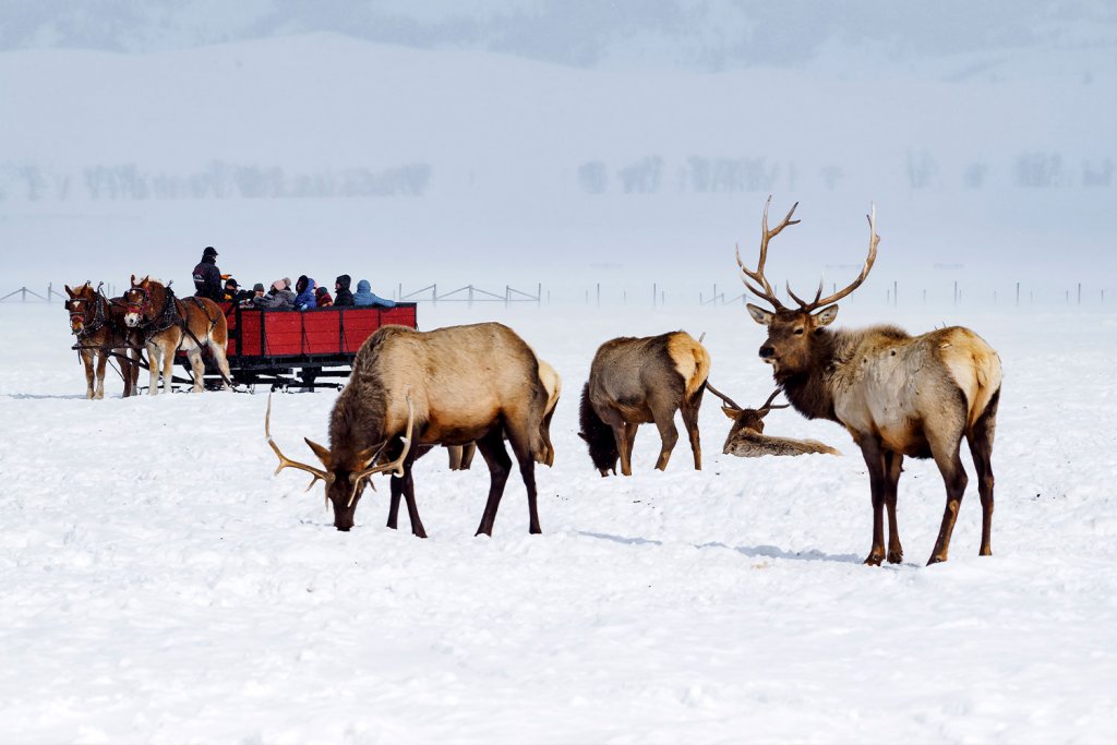 Elk graze under the snow in Jackson Hole, a popular destination for families.