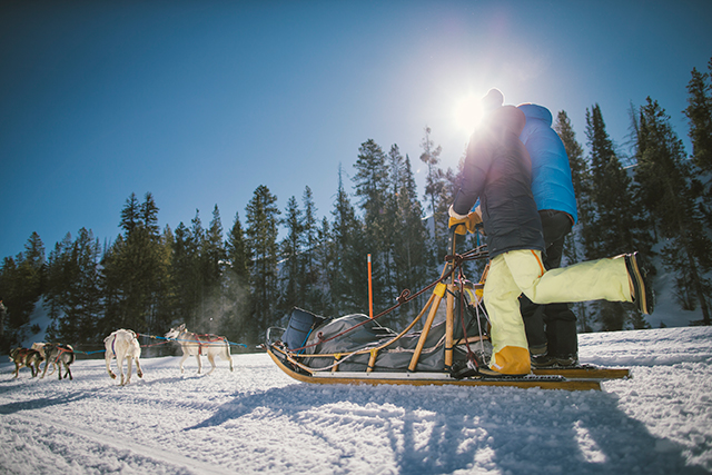 A couple is pulled by huskies while going dogsledding on a sunny, winter day in Wyoming.