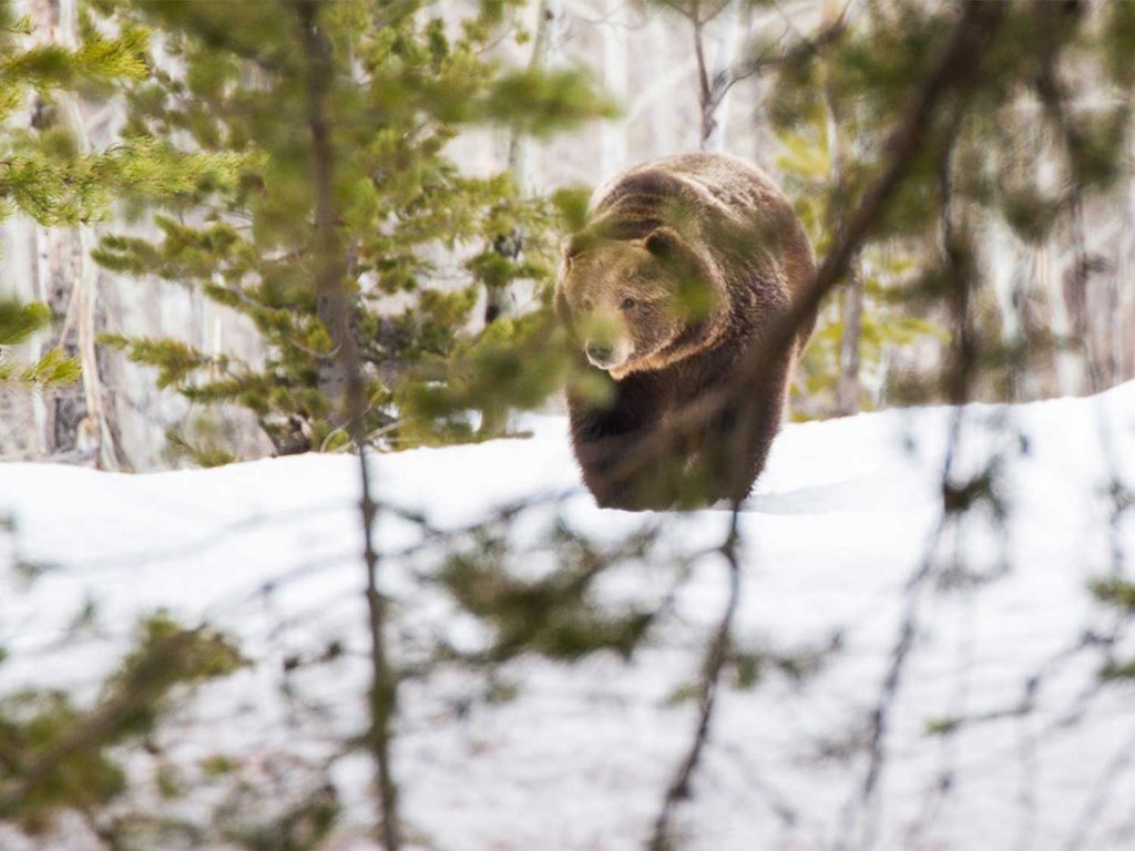 Brown bear peers through the leaves of a tree on a snowy day.