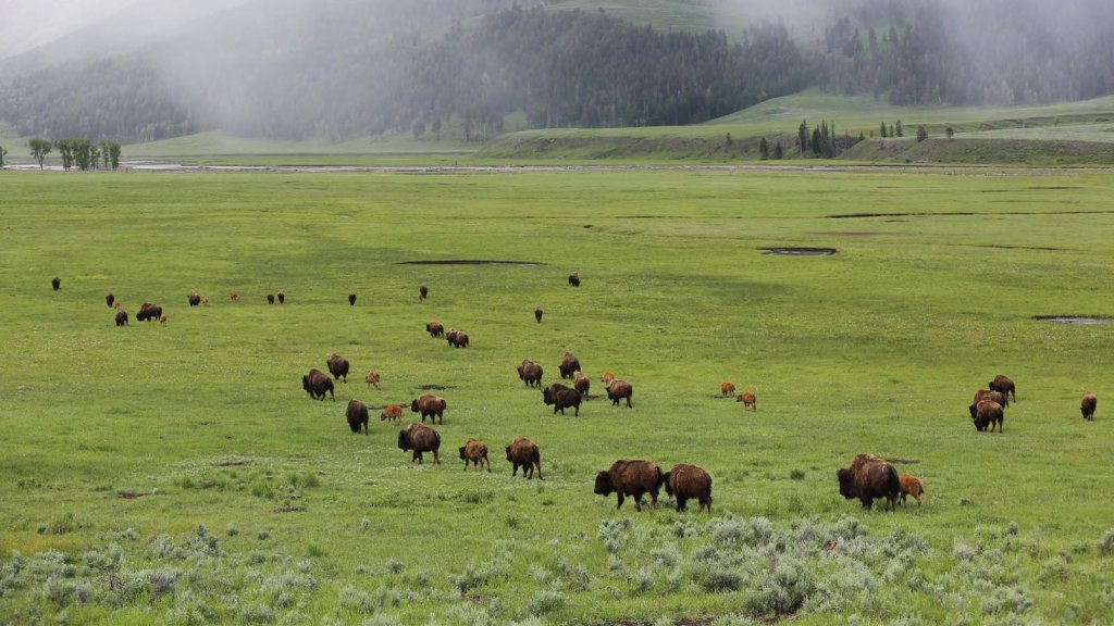 A herd of bison in a grassy field.