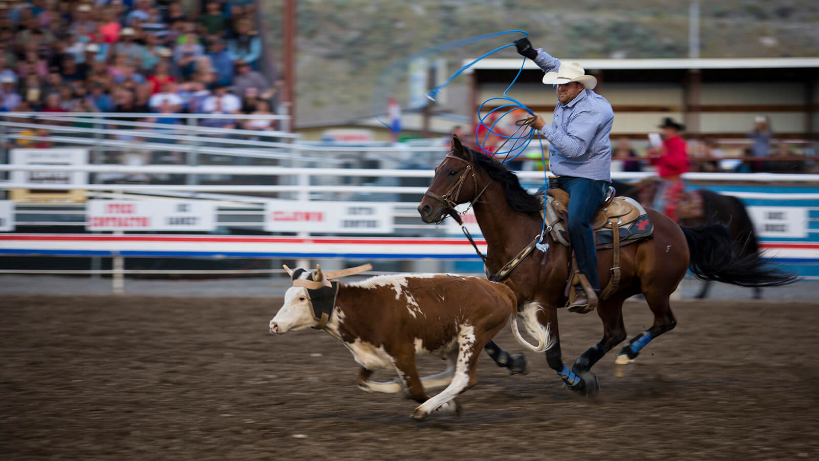 Calf Roping Cody Stampede Rodeo Park County 