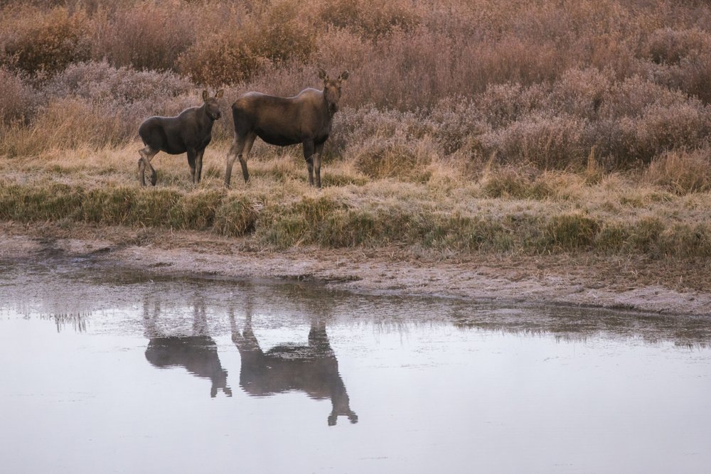 Moose near lakes in Wyoming. 