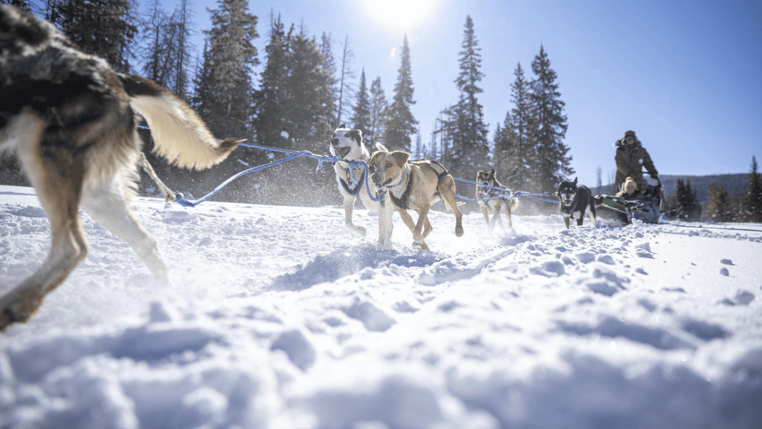 Dog Sledding Wyoming | Dog Sledding In Jackson Hole Wyoming