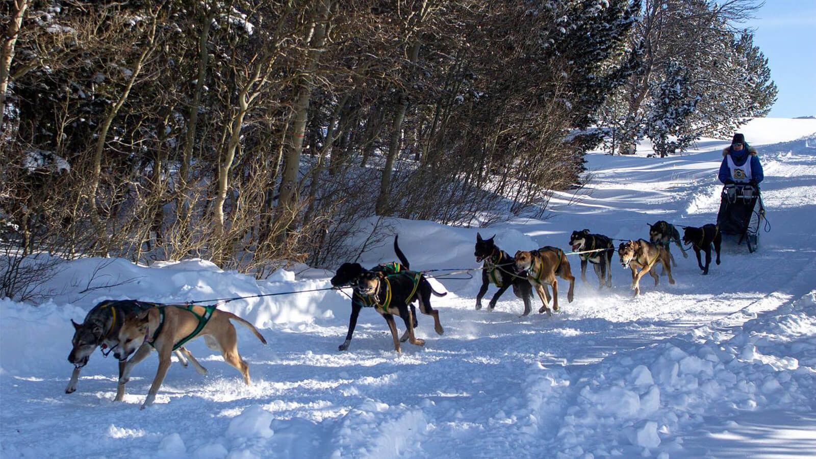 Dogsledding Adventures Are Abundant In Wyoming