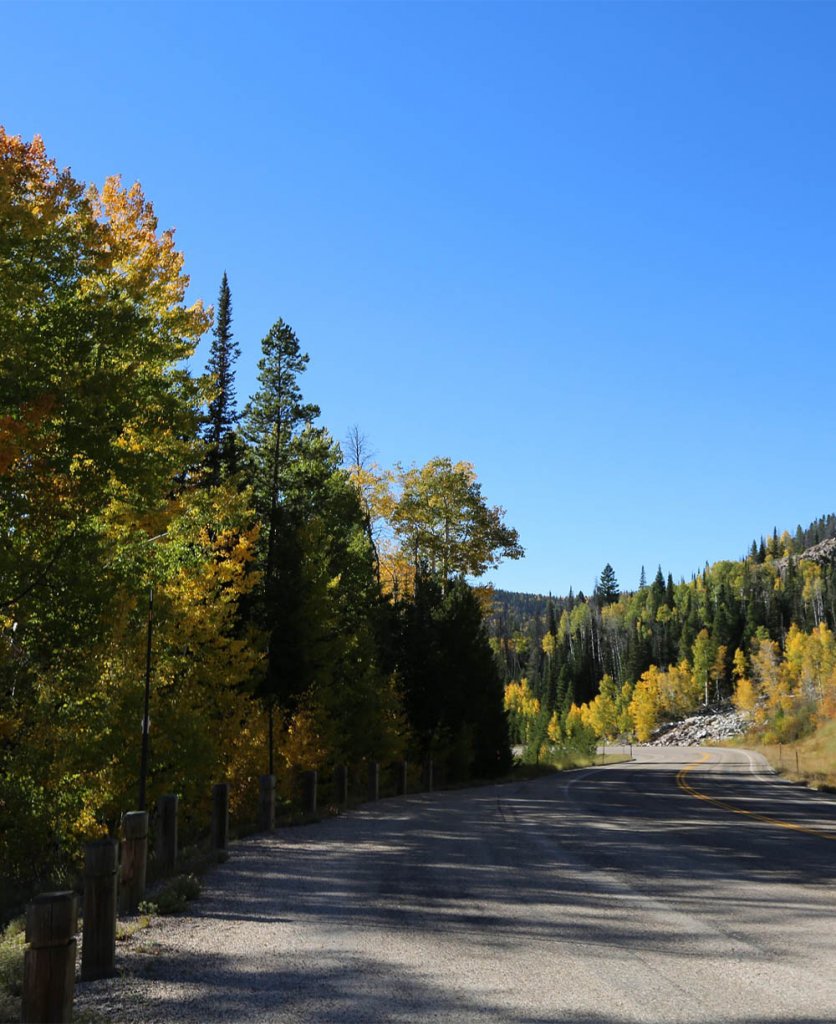 Colorful trees at Battle Pass Scenic Byway