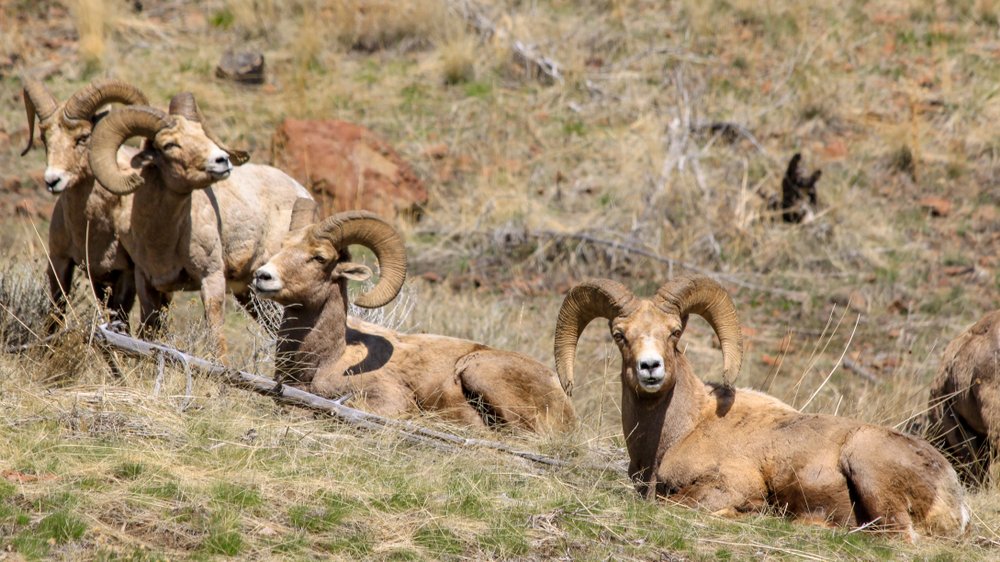 Bighorn Sheep near Cody Wyoming