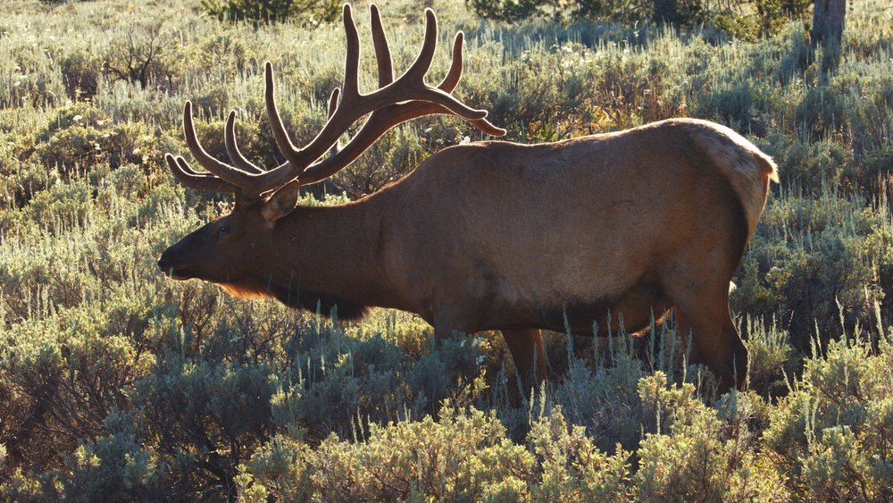 Elk in the Greater Yellowstone area