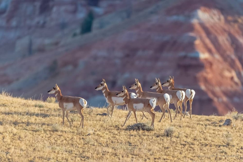 Antelope migrating between Rock Springs and Pinedale