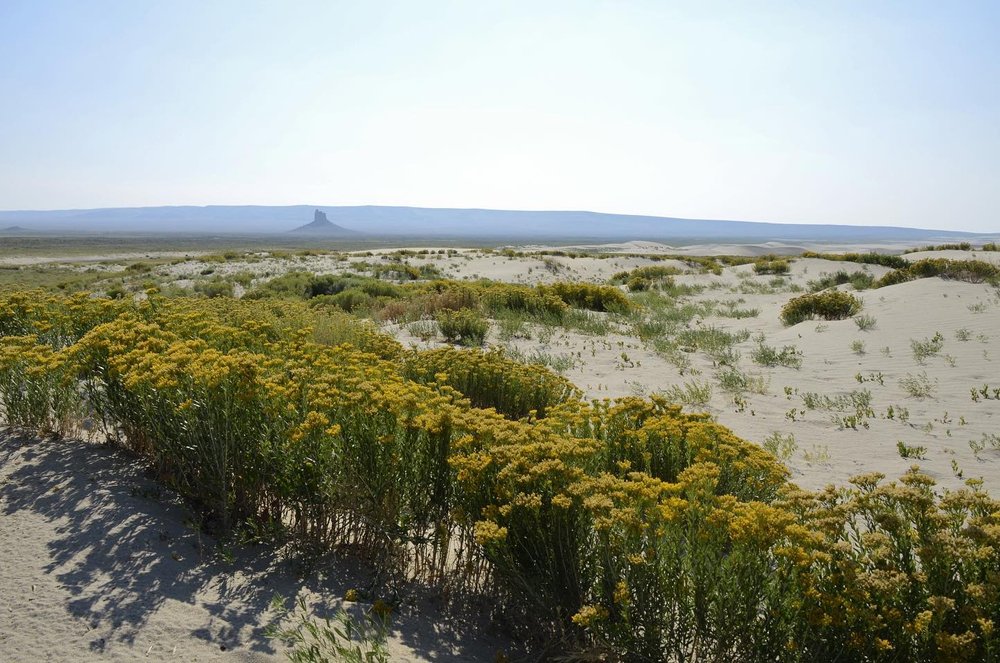 Yellow flowers at Killpecker Sand Dunes, a Wyoming landmark. 
