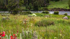 Last-Minute Campsites near National Parks in Wyoming