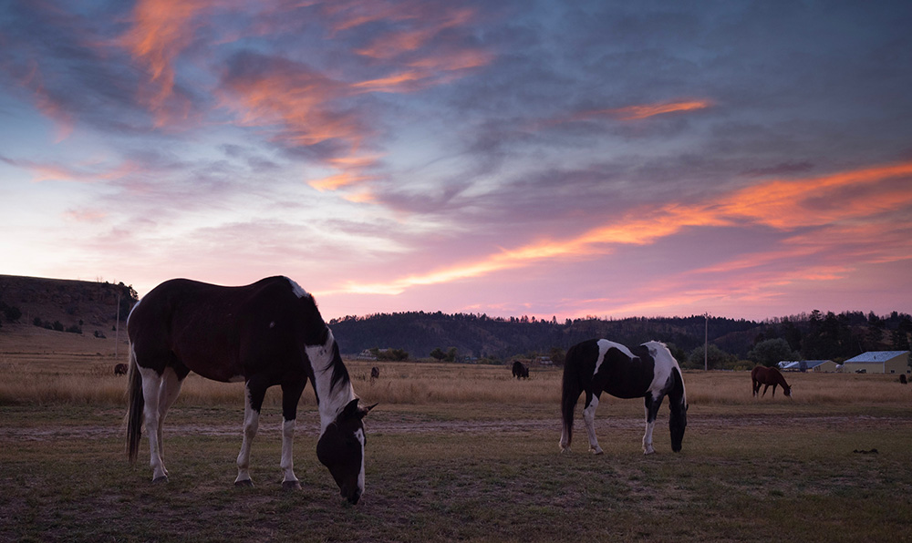 Horses grazing during sunset on a dude ranch in Wyoming 