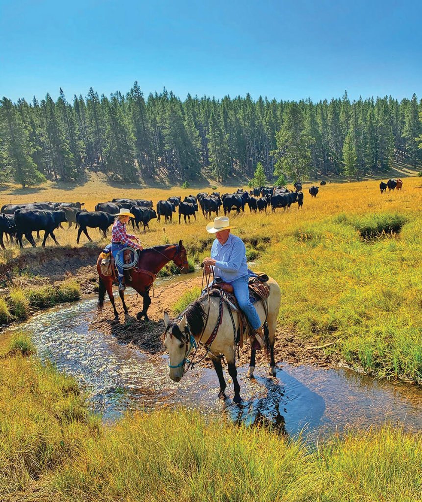 A man and a woman on horseback with cattle behind them at a dude ranch
