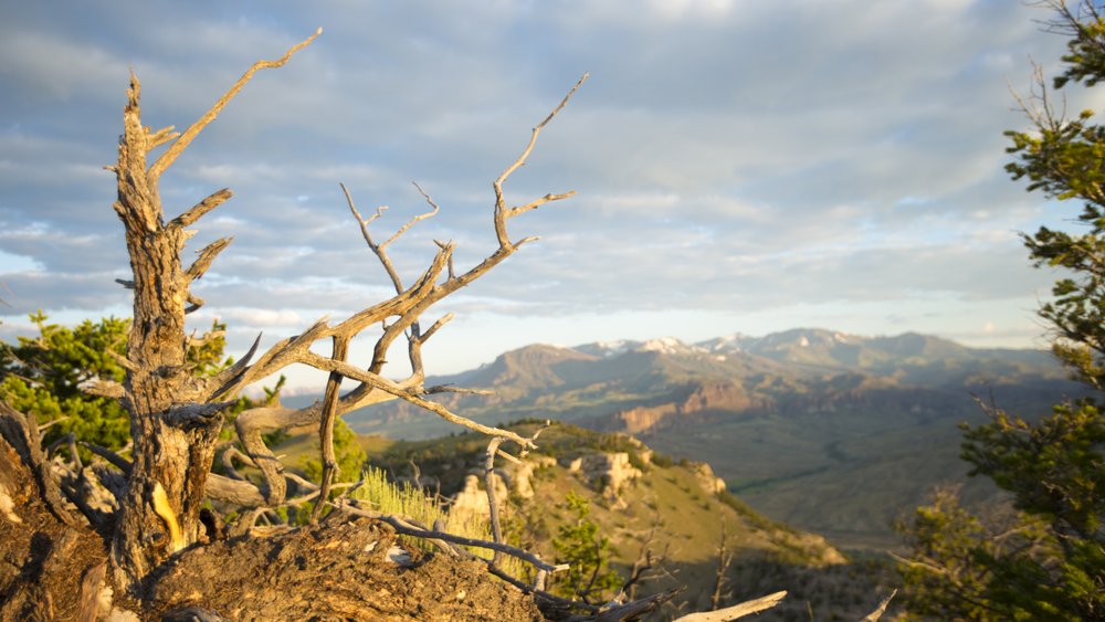 Broken tree branches before a mountain range at Buffalo Bill State Park, a camping spot.