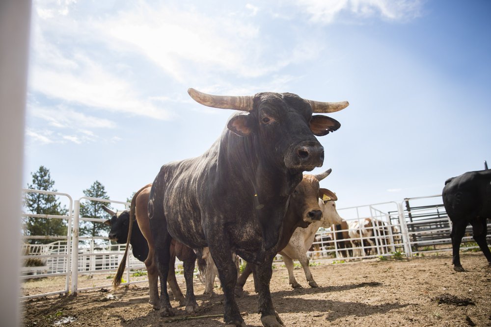 A proud bull stands in a pen during a rodeo show.