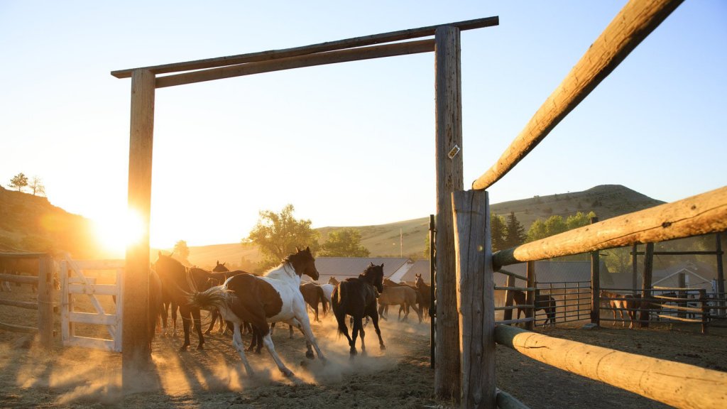 Horses running into a corral at Eatons' Ranch.