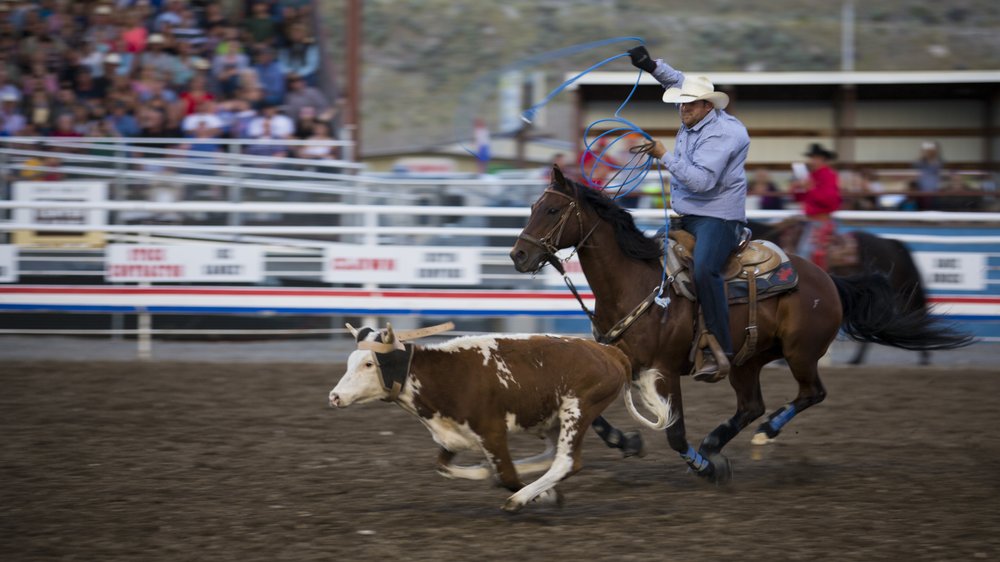 A cowboy lassoing a calf during tie-down roping.