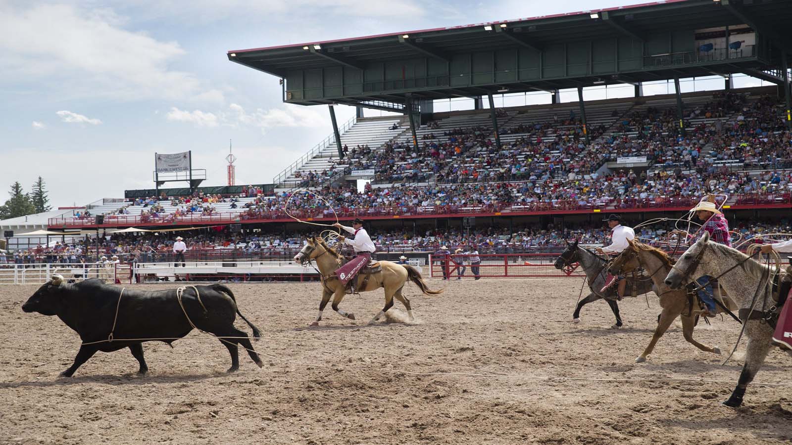 Saddle Up The Official Guide to Rodeo Events in the Cowboy State