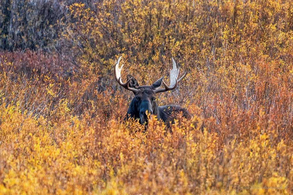 View Elk, bighorn sheep, bison and other Wyoming wildlife