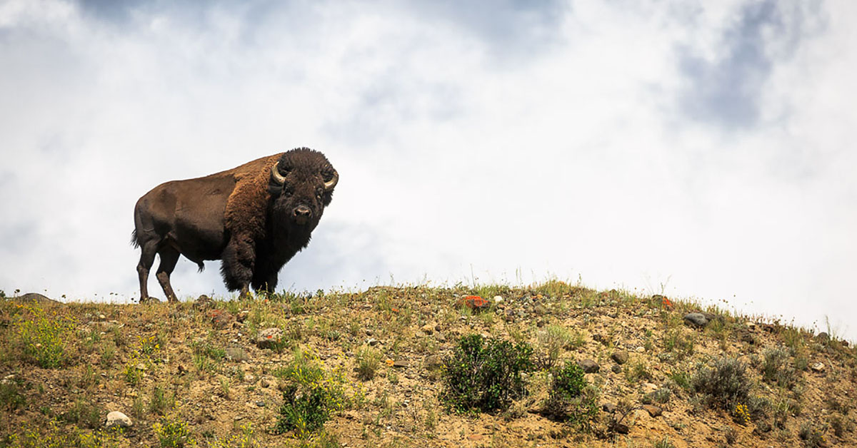 Bull Bison in Yellowstone