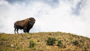 Wyoming Wildlife Watching Tips for a Safe and Fun Adventure