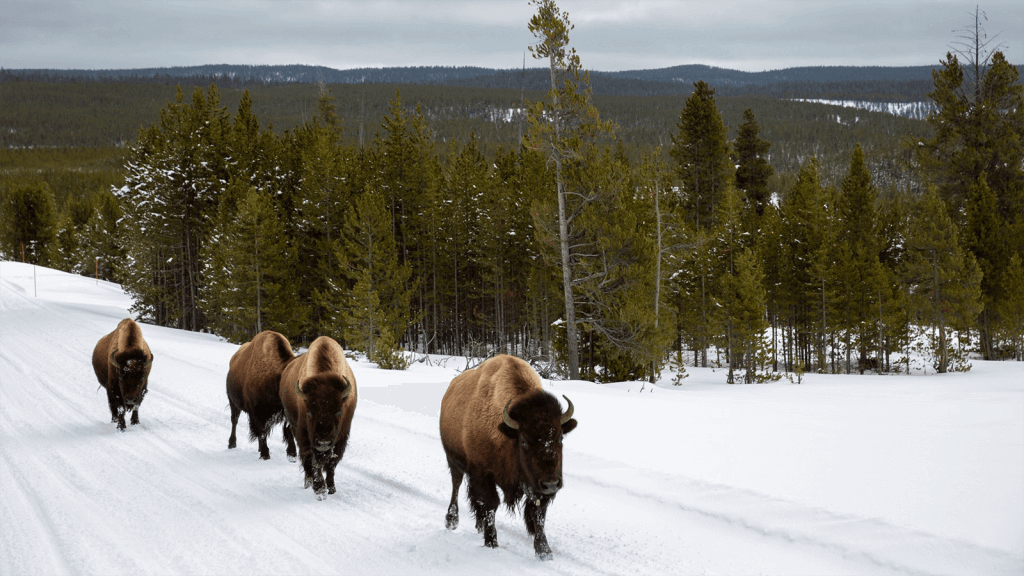 Bison walking alongside a popular winter road trip route in Yellowstone.