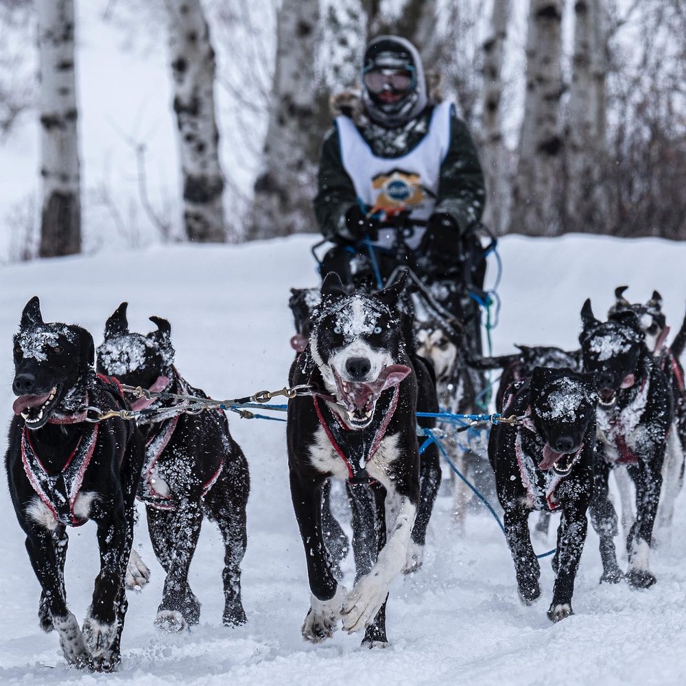 Man sled racing with dogs at the International Pedigree Stage Stop Dog Race winter event.