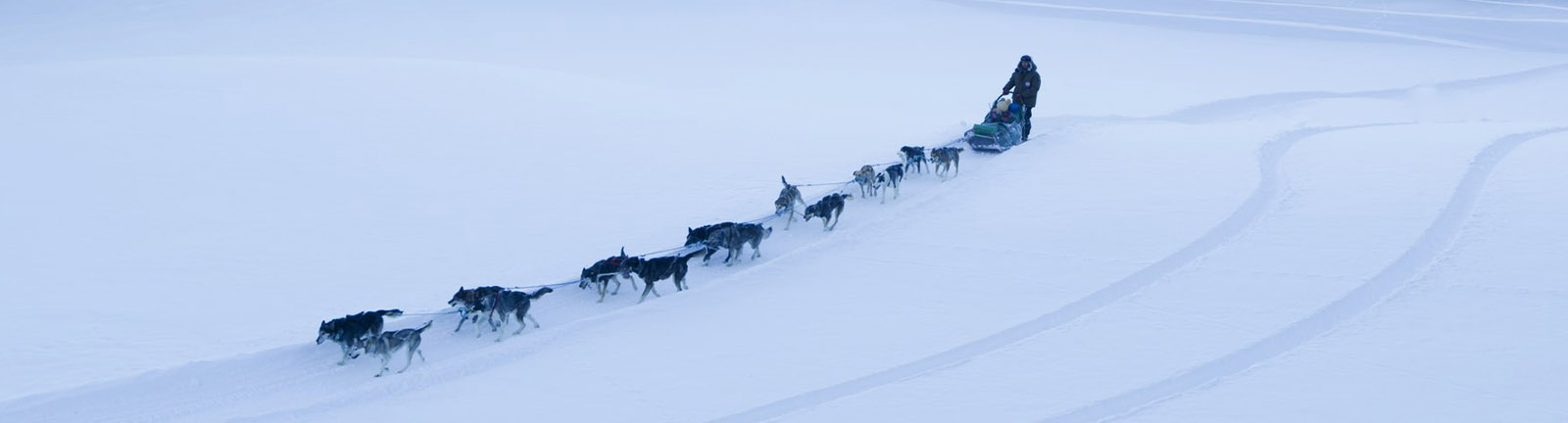 dog sled dogs in a line running