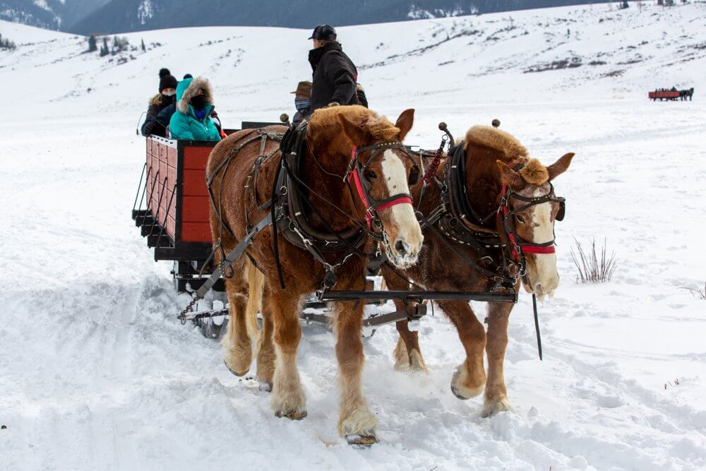 2 horses guiding a sleigh ride during the winter at the National Elk Refuge in Jackson Hole, Wyoming 