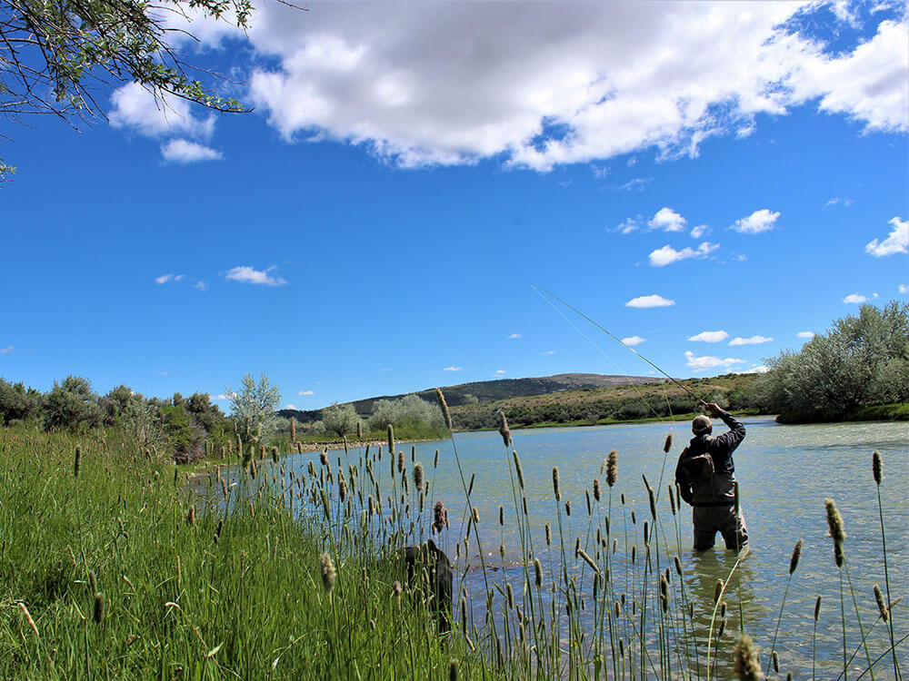 A man stands in the North Platte River holding a fly fishing rod, with cattail and greenery along the shore of the river.