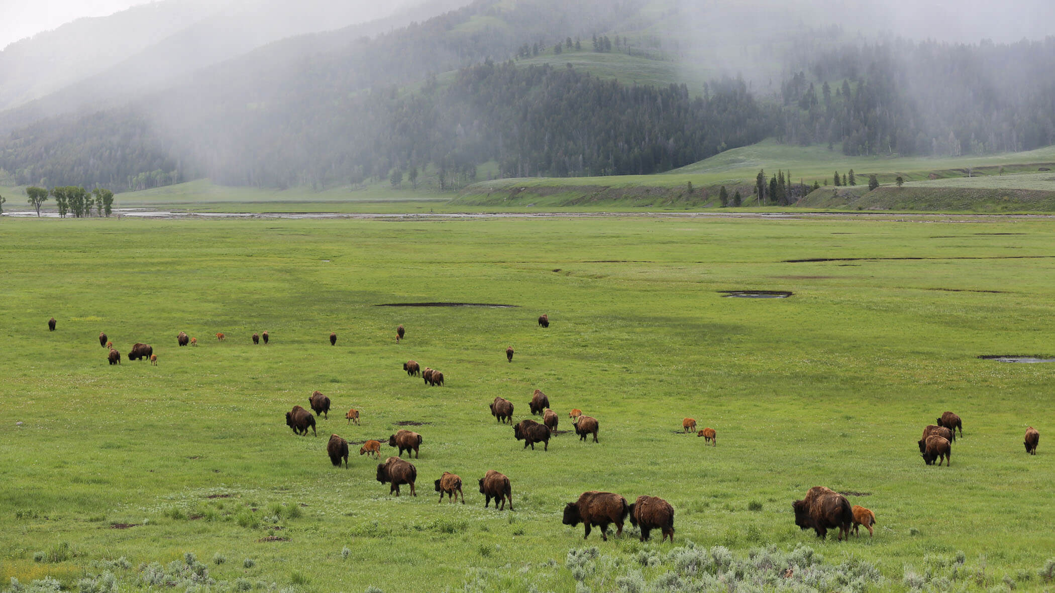 A herd of bison walking across Yellowstone National Park.