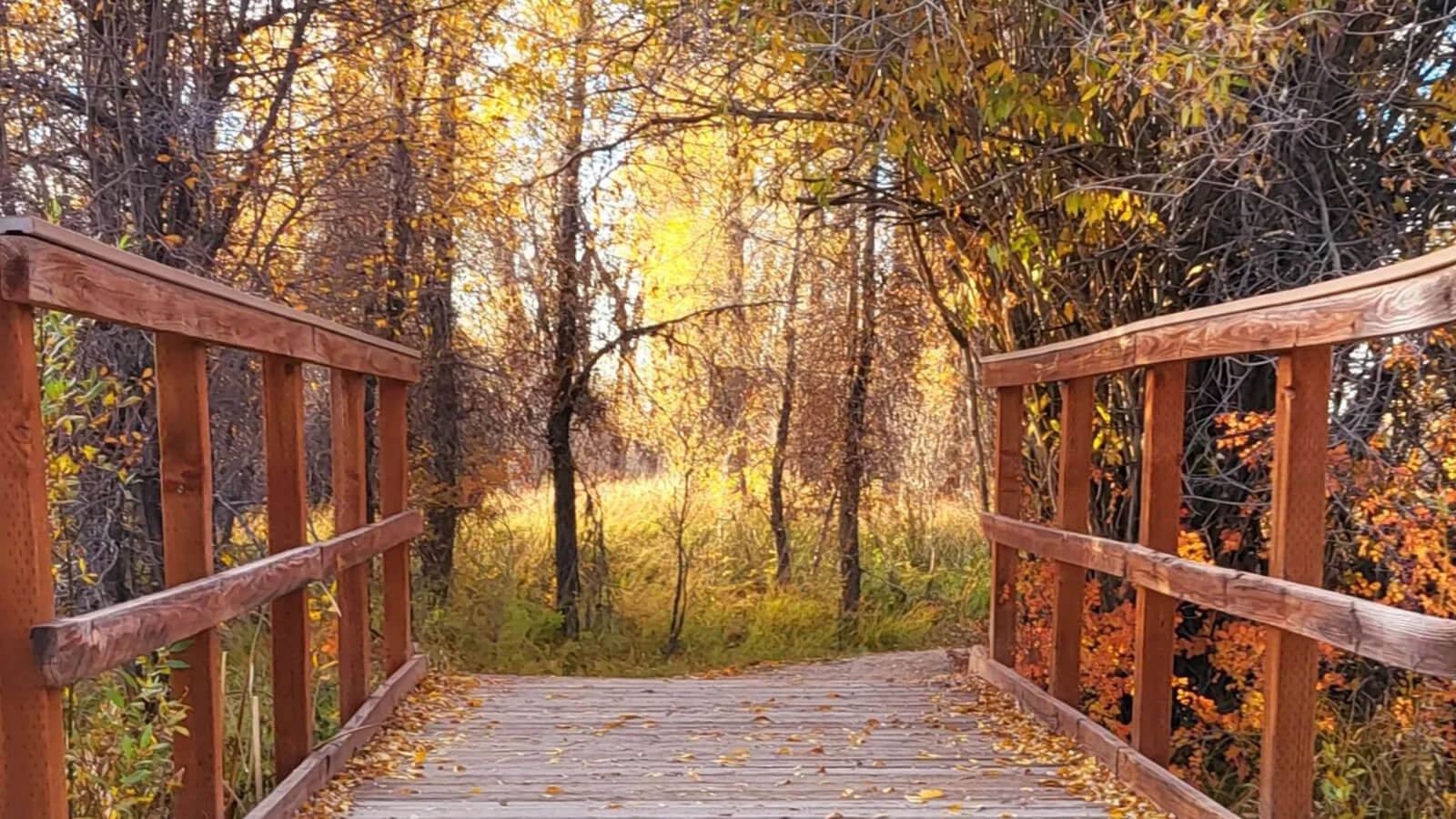 15 Ways to See Fall Colors in Wyoming | Travel Wyoming