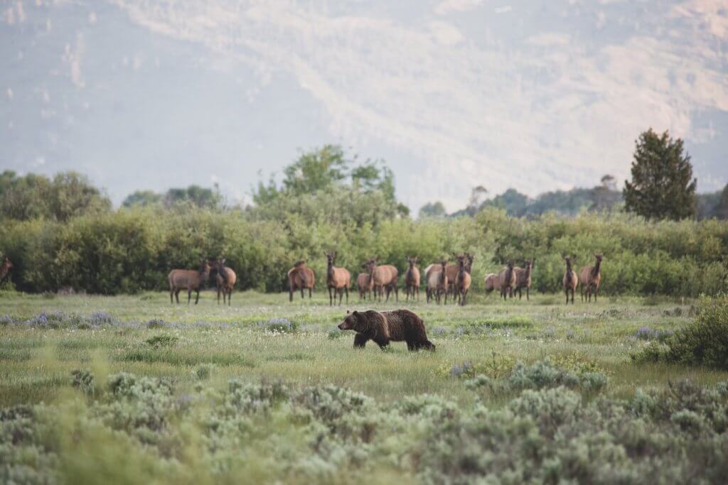 A grizzy bear walks across the grassy plain as elk stand in the background in front of Wyoming trees. 